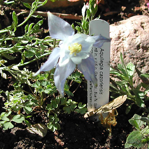 Aquilegia cazorlensis